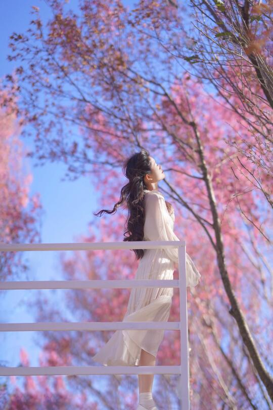 🌸樱花赠予的自由浪漫和生命力|春日写真