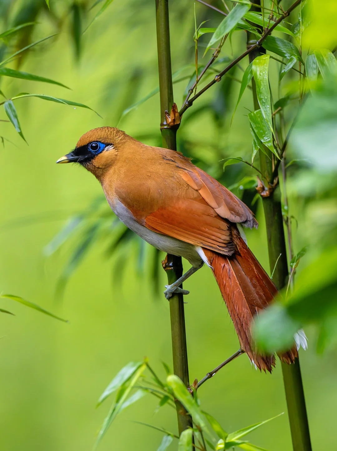 隐逸在竹林里的棕噪鹛