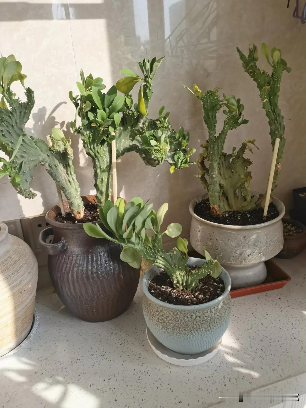 #秋日生活记录#
从大麒麟掌上修剪下来的，已经晾晒一周，看看能扦插成功不。