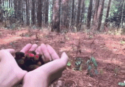 本来是想喂小羊宝宝，没想到意外出现了第二位宝宝！