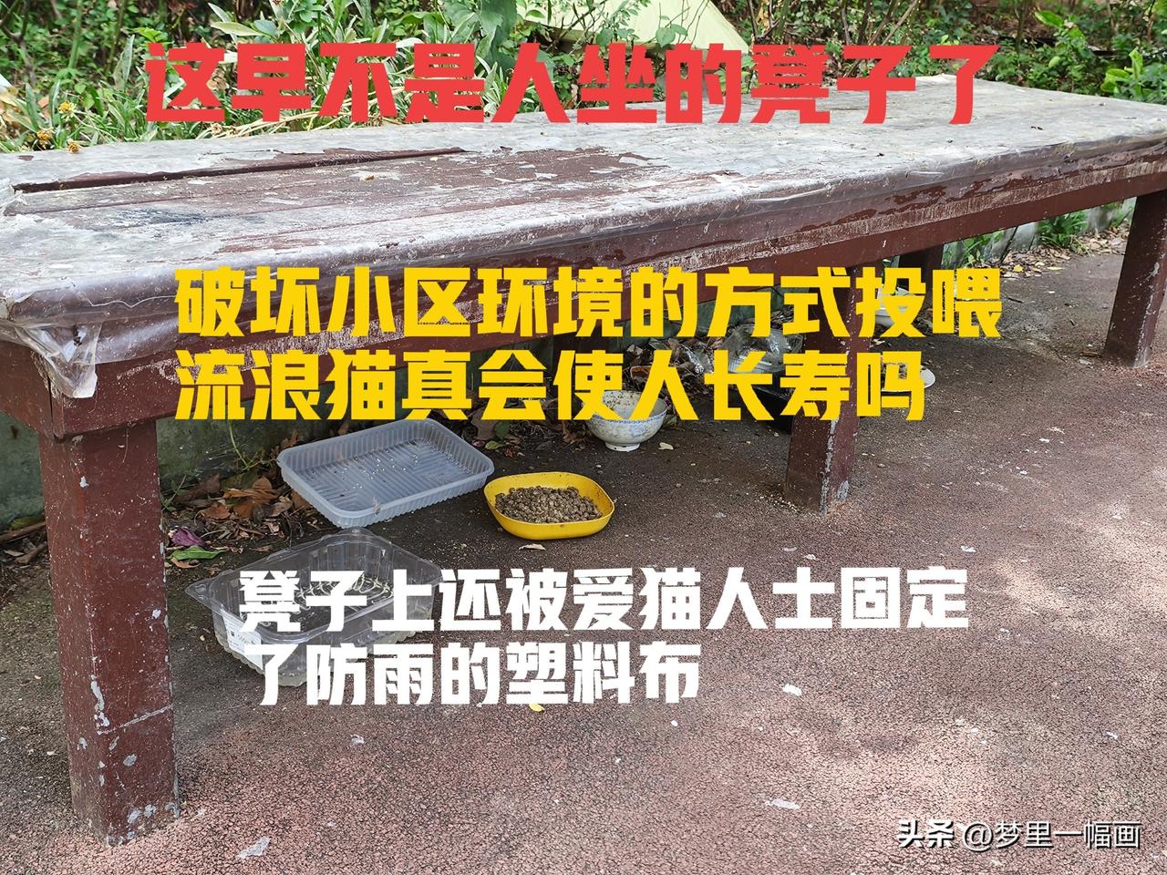 流浪猫泛滥该怎么管?希望真正的爱猫人士能把流浪猫领回家养！
小区院子里几年前本来