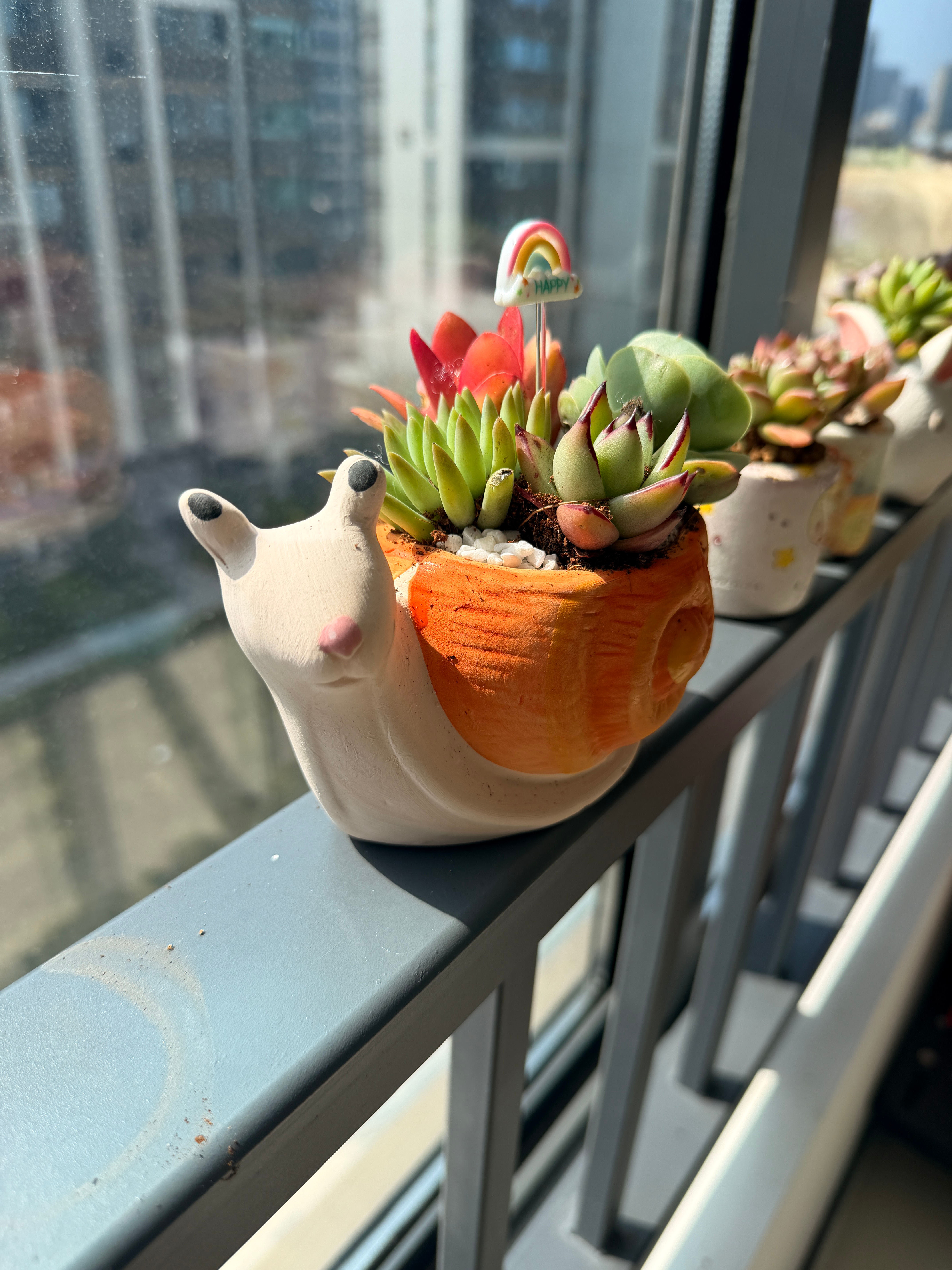 辉仔种的多肉！还可以吧？我们工作室的阳光☀️也太好了吧～ 合肥