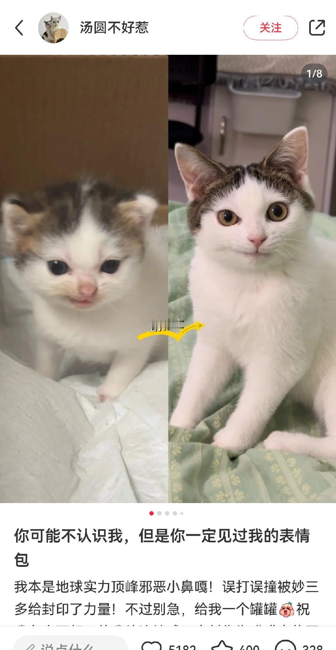 最近经常在看这只咪子，被迷住惹 