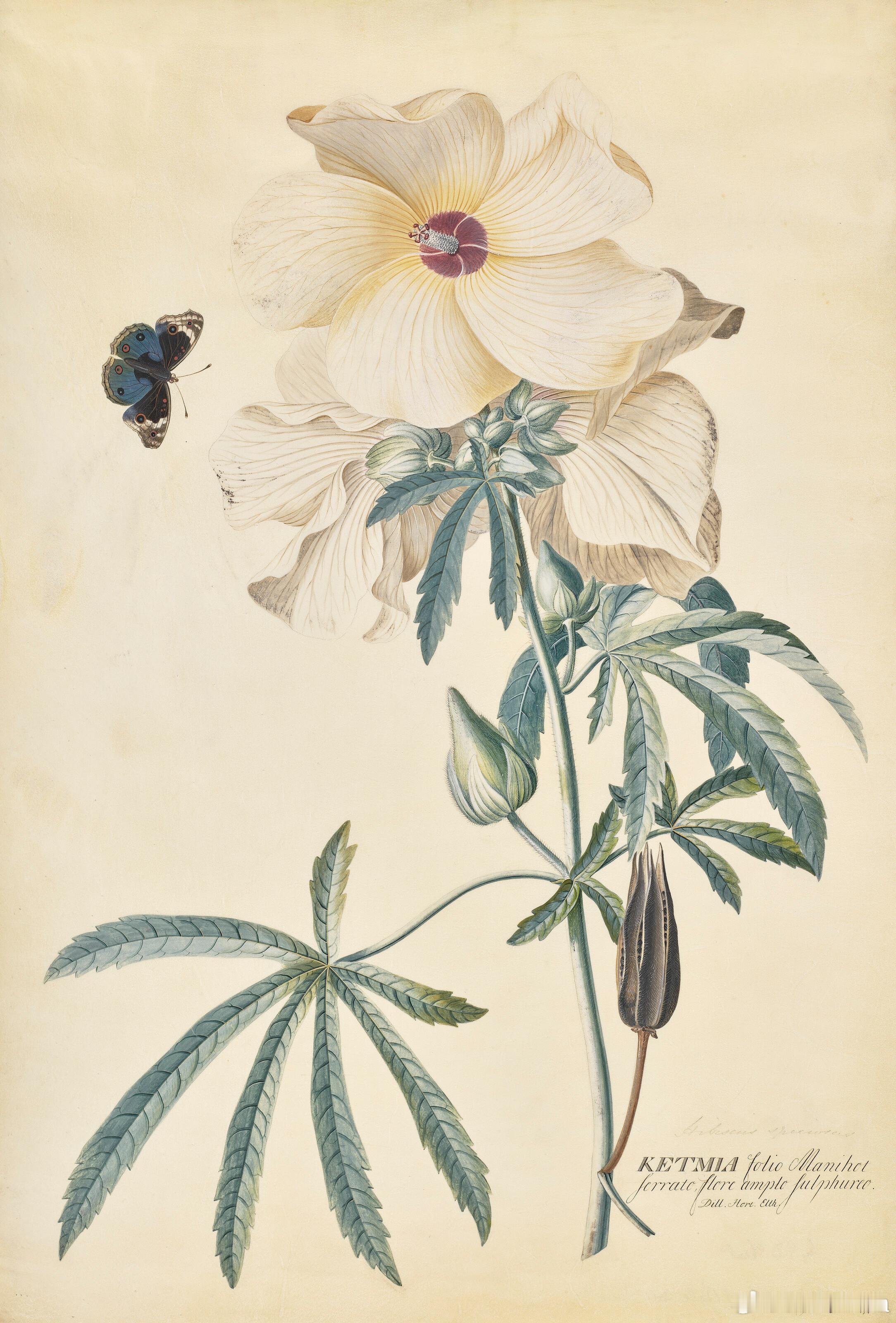 西洋历史文化鱼缸历史知识 德意志画家、植物学家乔治·狄奥尼修斯·埃雷特（Geor