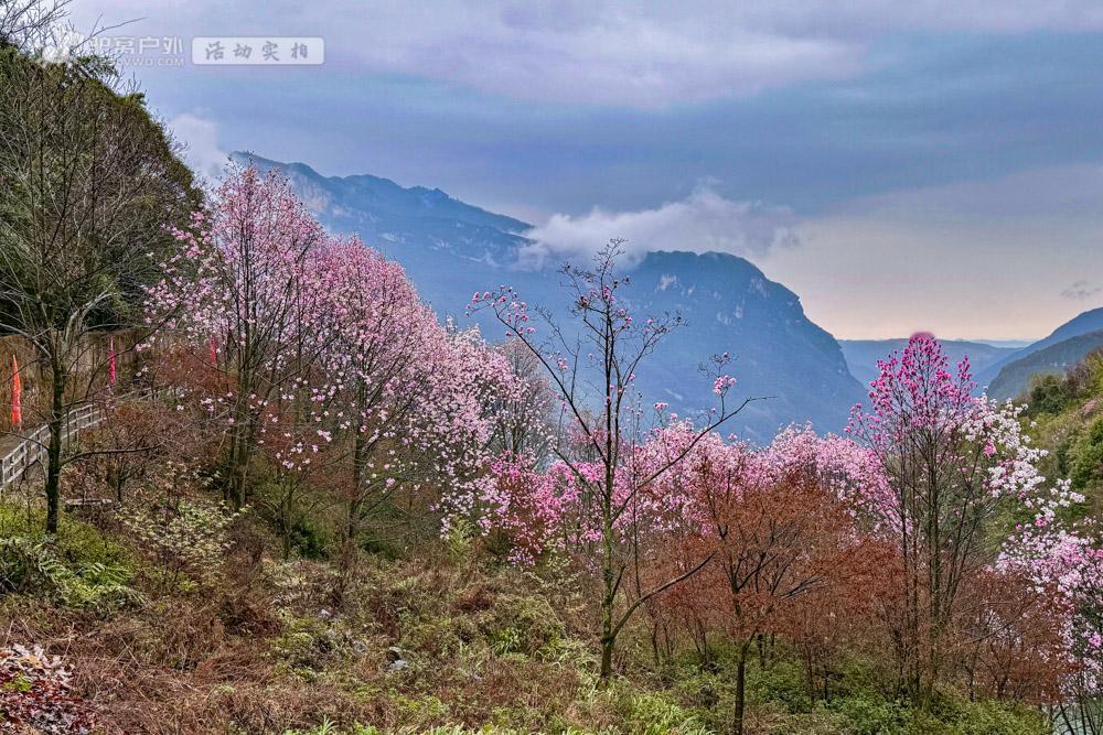 吴家后山，素有“江油神农架”之称，是全国最大的辛夷花基地，每当辛夷花开时节，数十