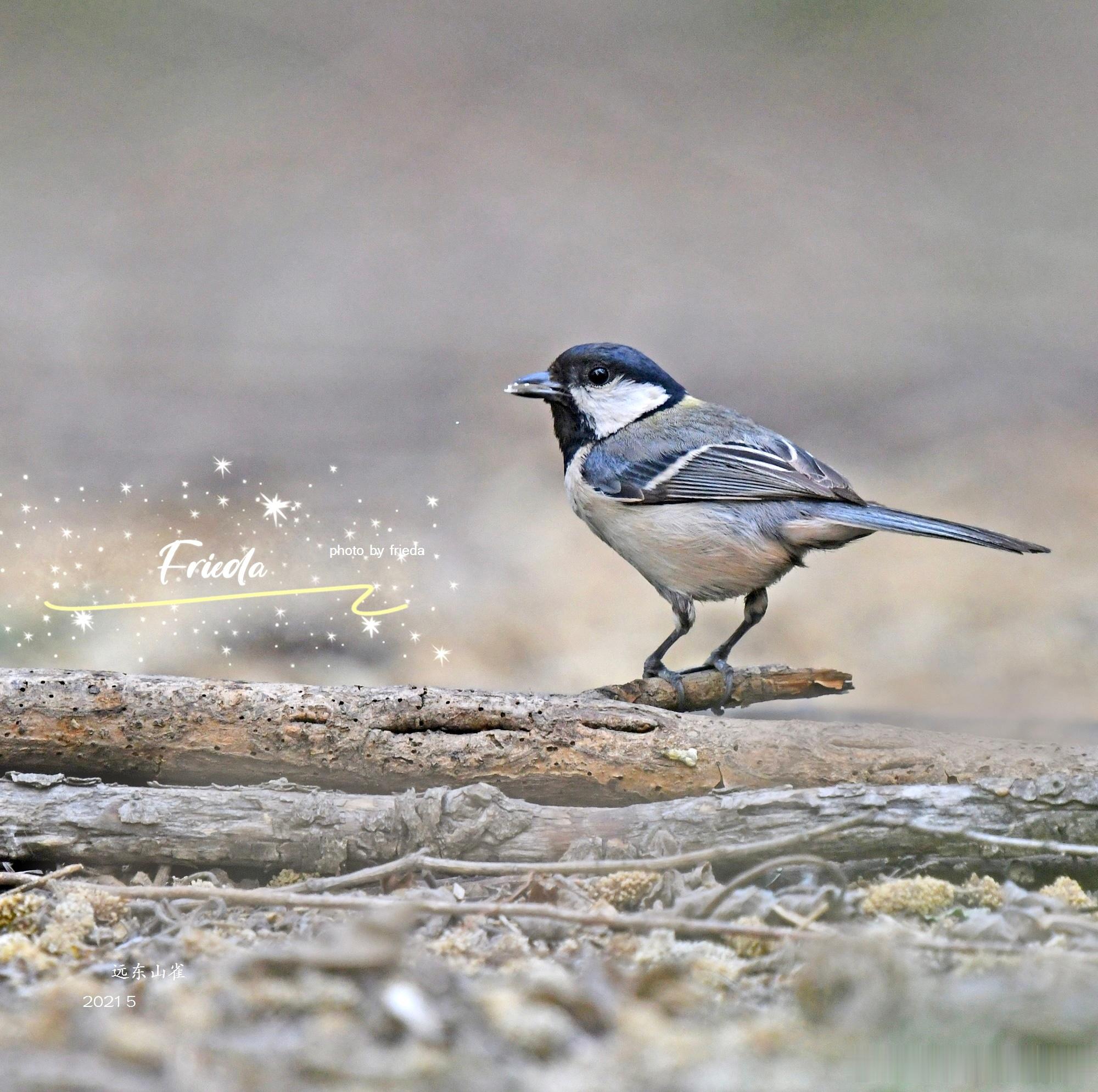 早上好！大山雀 Cinereous Tit 