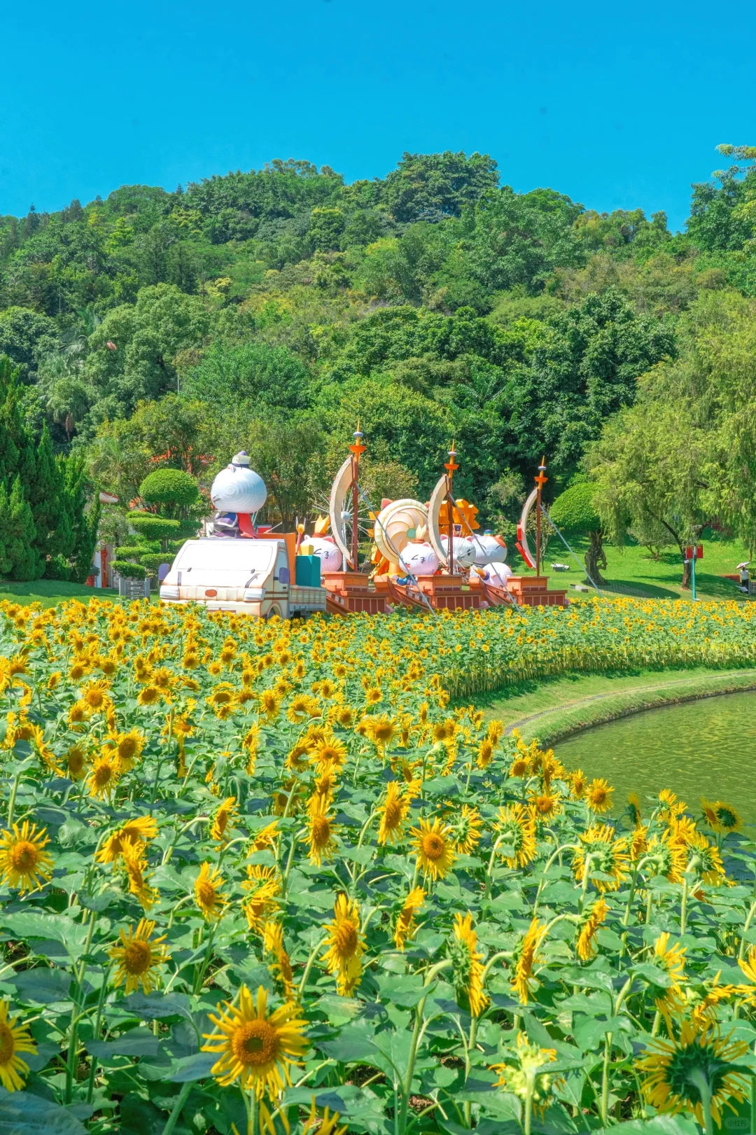 Z新消息，广州云台花园向日葵开了🌻快冲