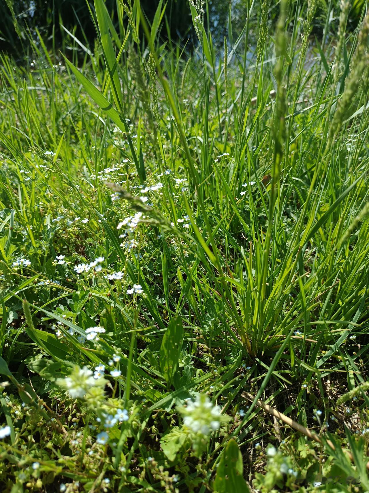 小花小，勿忘我。
“勿忘我”草，常被称为蓝花参或补血草，是紫草科勿忘我属的多年生