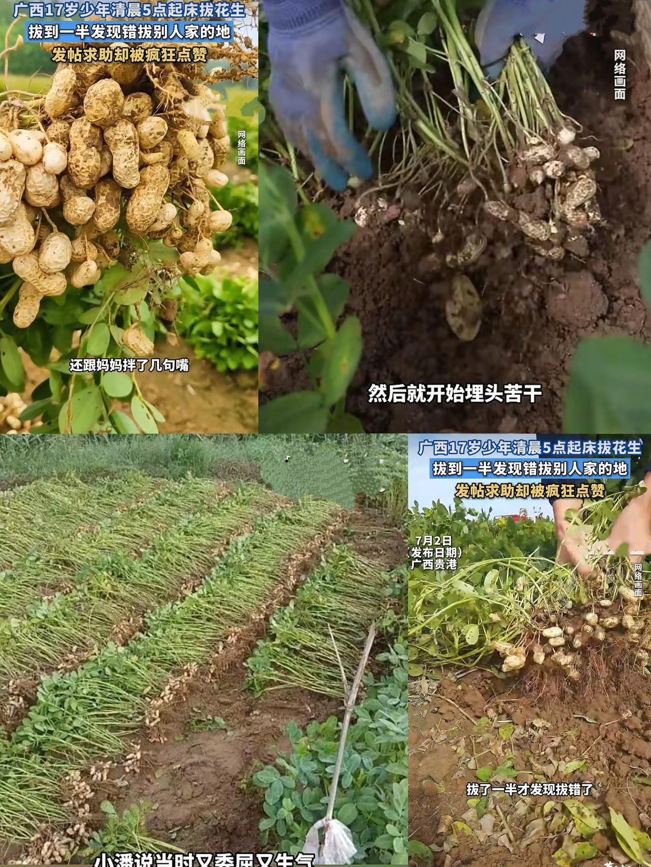 哭笑不得！广西17岁少年凌晨五点下地干农活，拔完半块地花生后，心里正美滋滋的，可