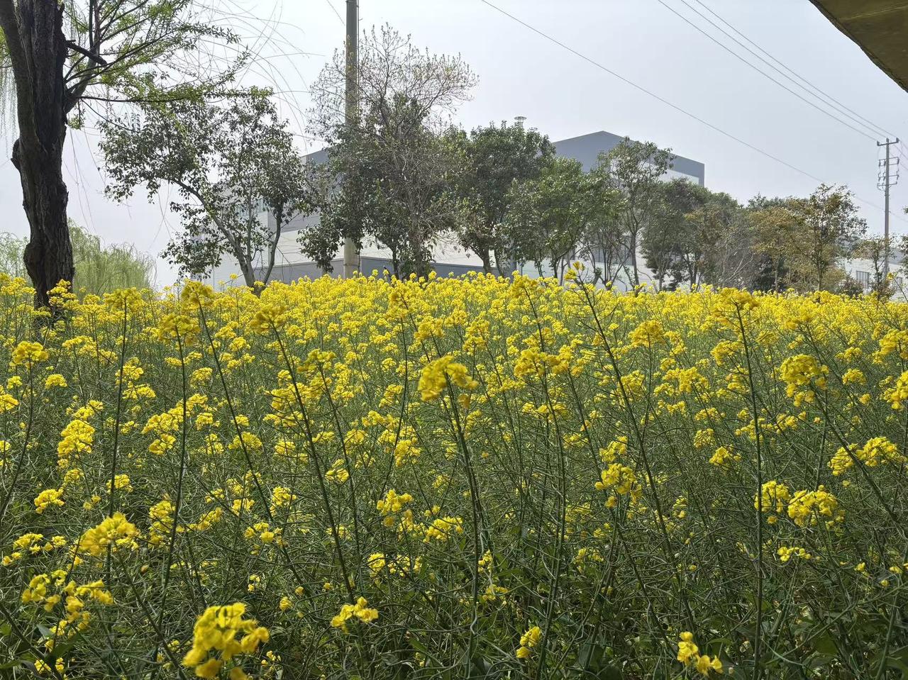 1、早餐继续简配，葱油饼+煎鸡蛋一个，晚上回来把昨天做的饭菜继续清理掉，再从冰柜