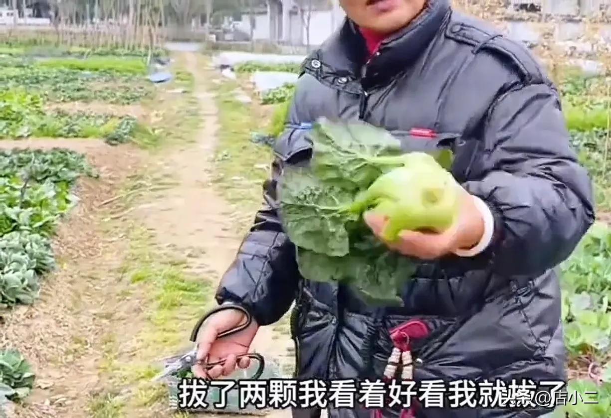 这是谁家“老太婆”，偷菜被抓个正着还蛮不讲理，说“菜地的蔬菜是野生的”。

女子