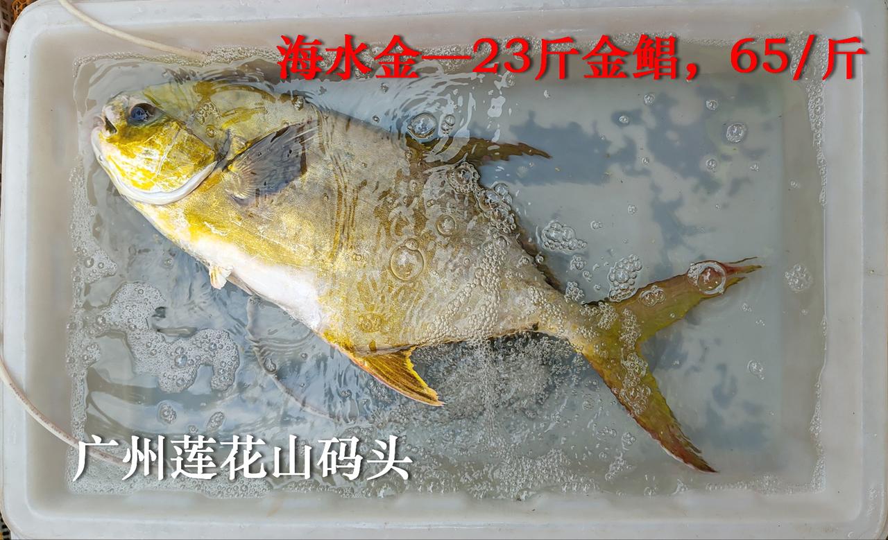海水金：体色认证，野生金鲳鱼65/斤，贵不？
广州莲花山码头，23斤重的野生金鲳