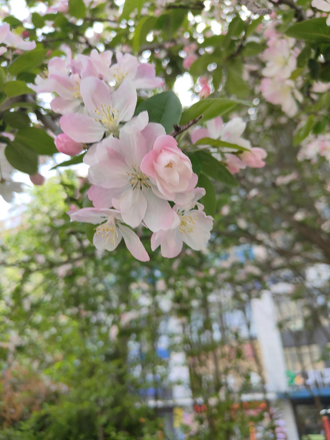 分享一张你相册的拍的花粉色的花辨，如仙女的织布，条理清晰；金色的花蕊，如铜是的金