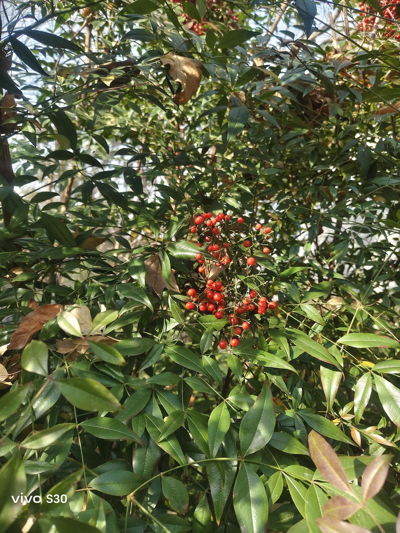 1644年3月19日，李自成率大顺军攻破北京，崇祯自缢，明朝覆灭，他一时风光无限