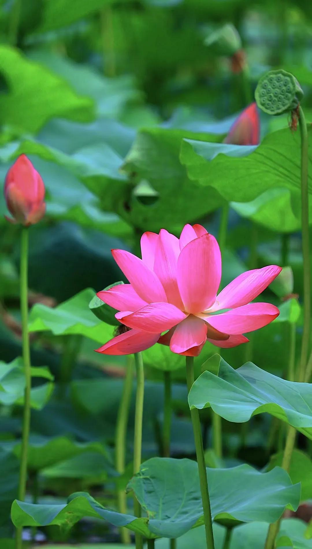 #记录夏日生活点滴#
夏日，灿烂永恒