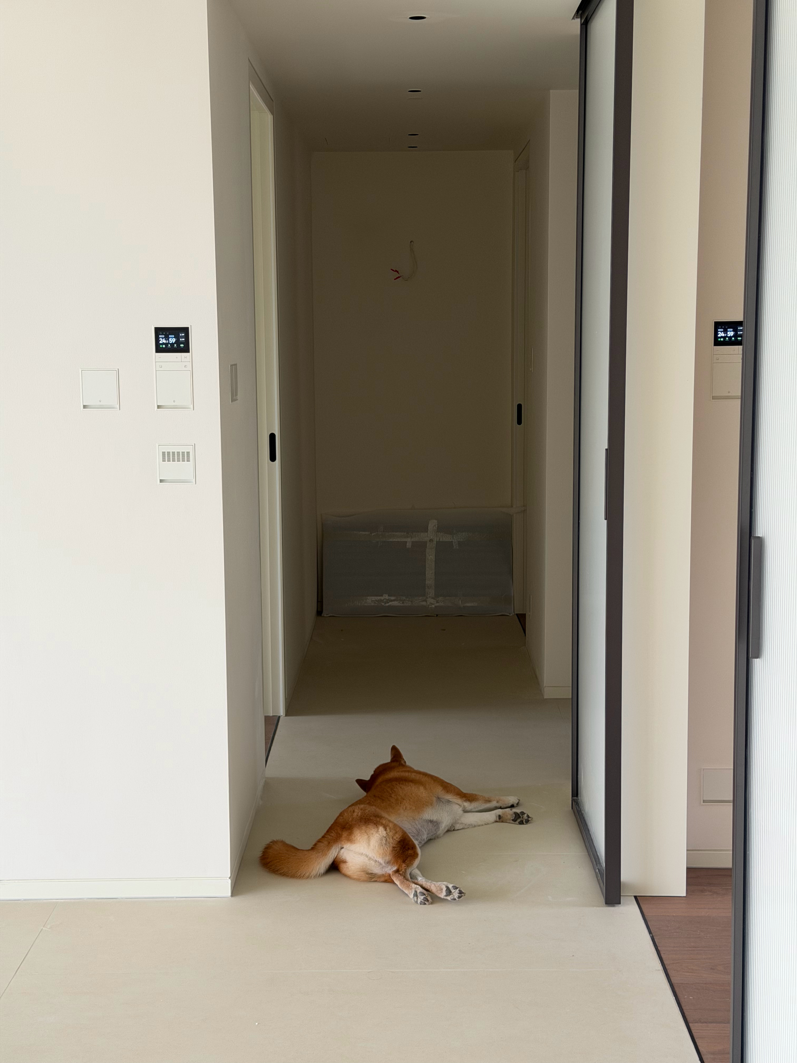 带小狗来新家量尺寸，直接躺下了 