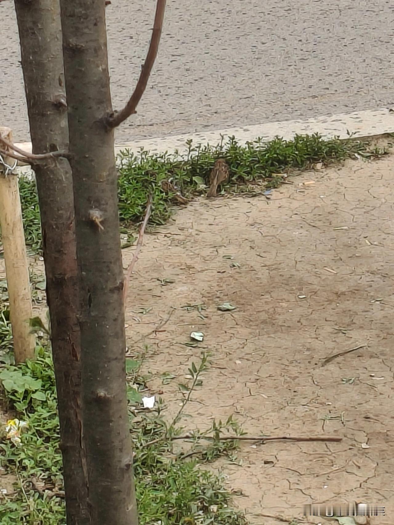 好可爱