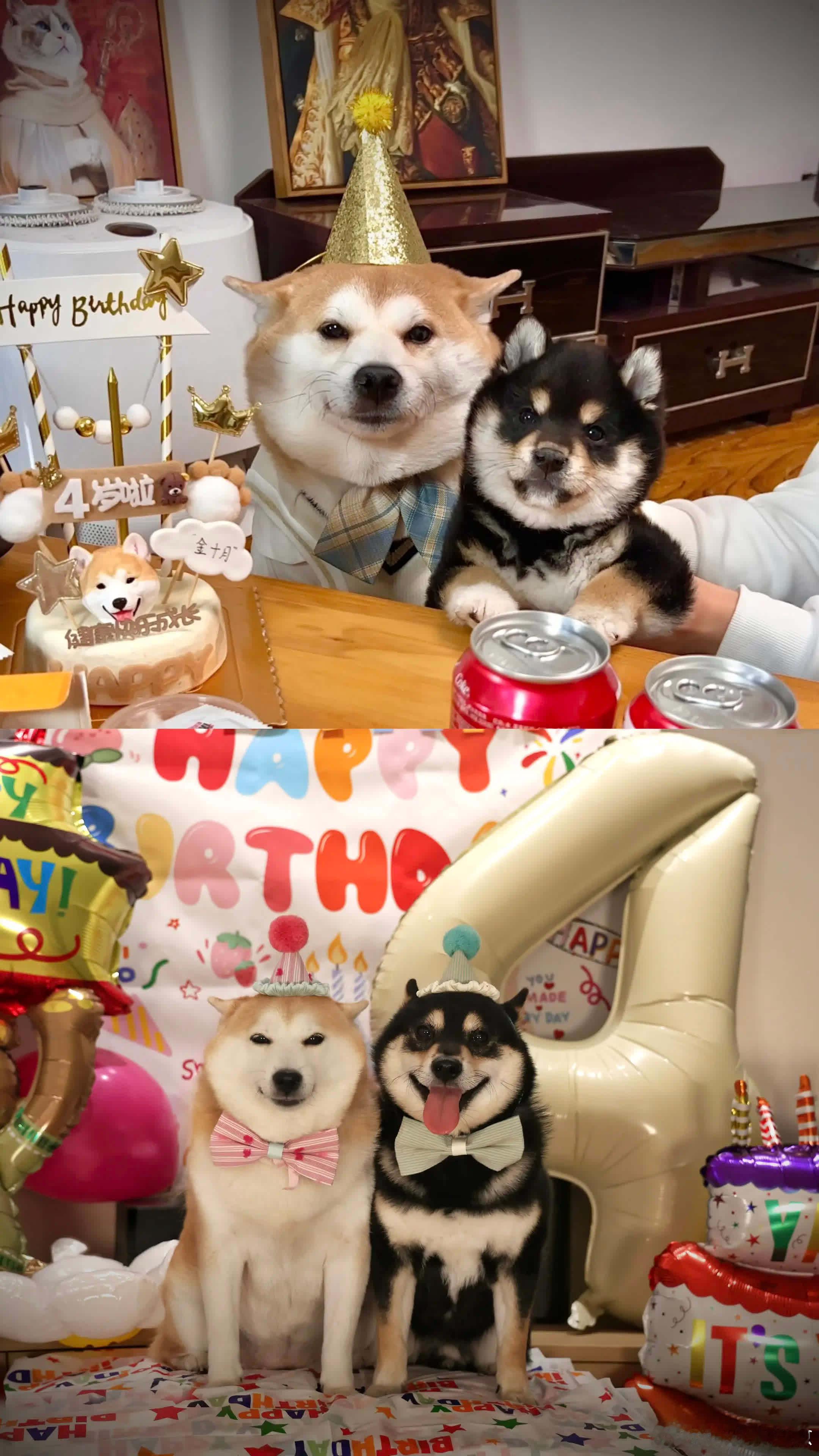 十月的四岁，贴贴的四岁。萌宠宠物