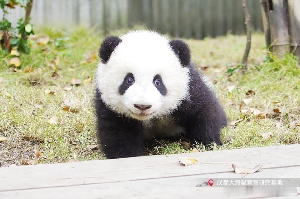 一眼就能认出来的姨姨绝对是真爱了，这么可爱的小家伙到底是谁家的呢 