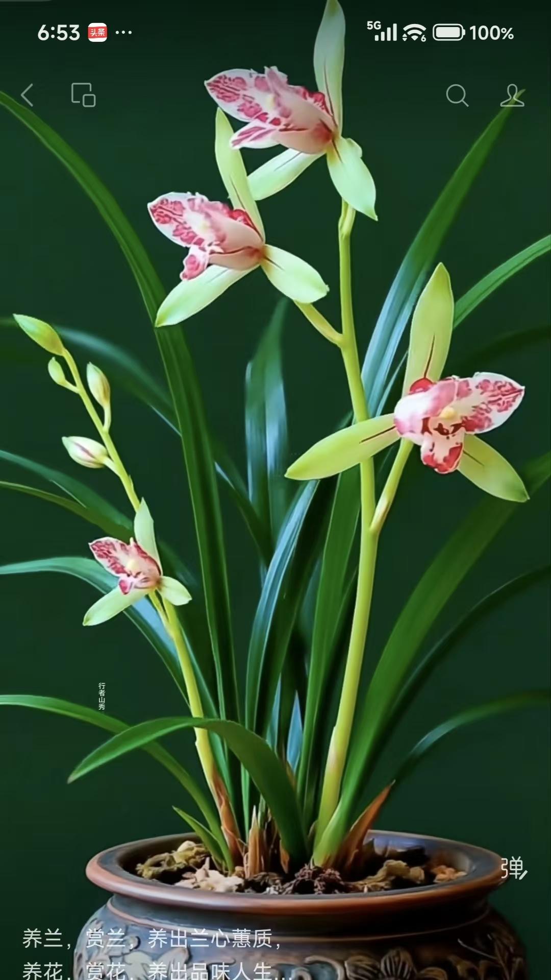 咏兰
养兰赏兰蕙心长，
莳花观蕊品流光。
不随俗艳争春色，
静守清芬岁月香。