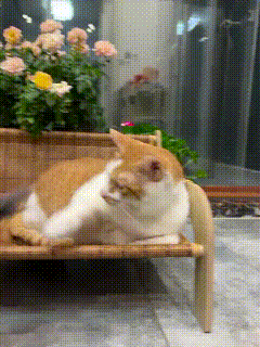 现在的小老鼠胆子也太大了，居然敢正面硬刚猫咪！
 
以往都是老鼠见猫拔腿就跑，这