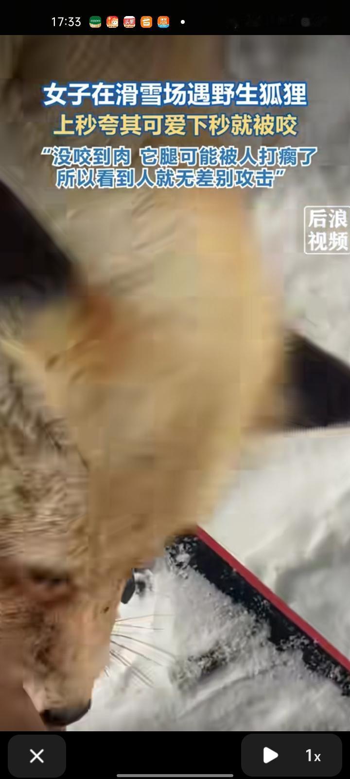2月2日，阿勒泰地区布尔津县。一女生在滑雪场偶遇野生狐狸，上一秒夸它可爱，下一秒
