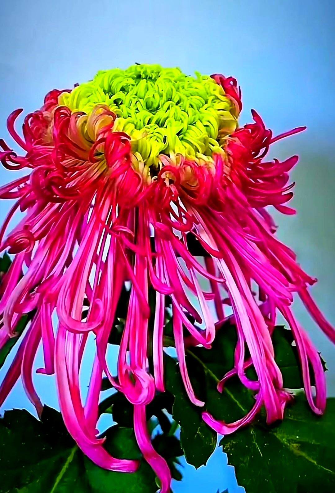 你以为秋天的菊花只是随便开开？

其实，它是在“憋大招”。

那些我们惊叹的，像