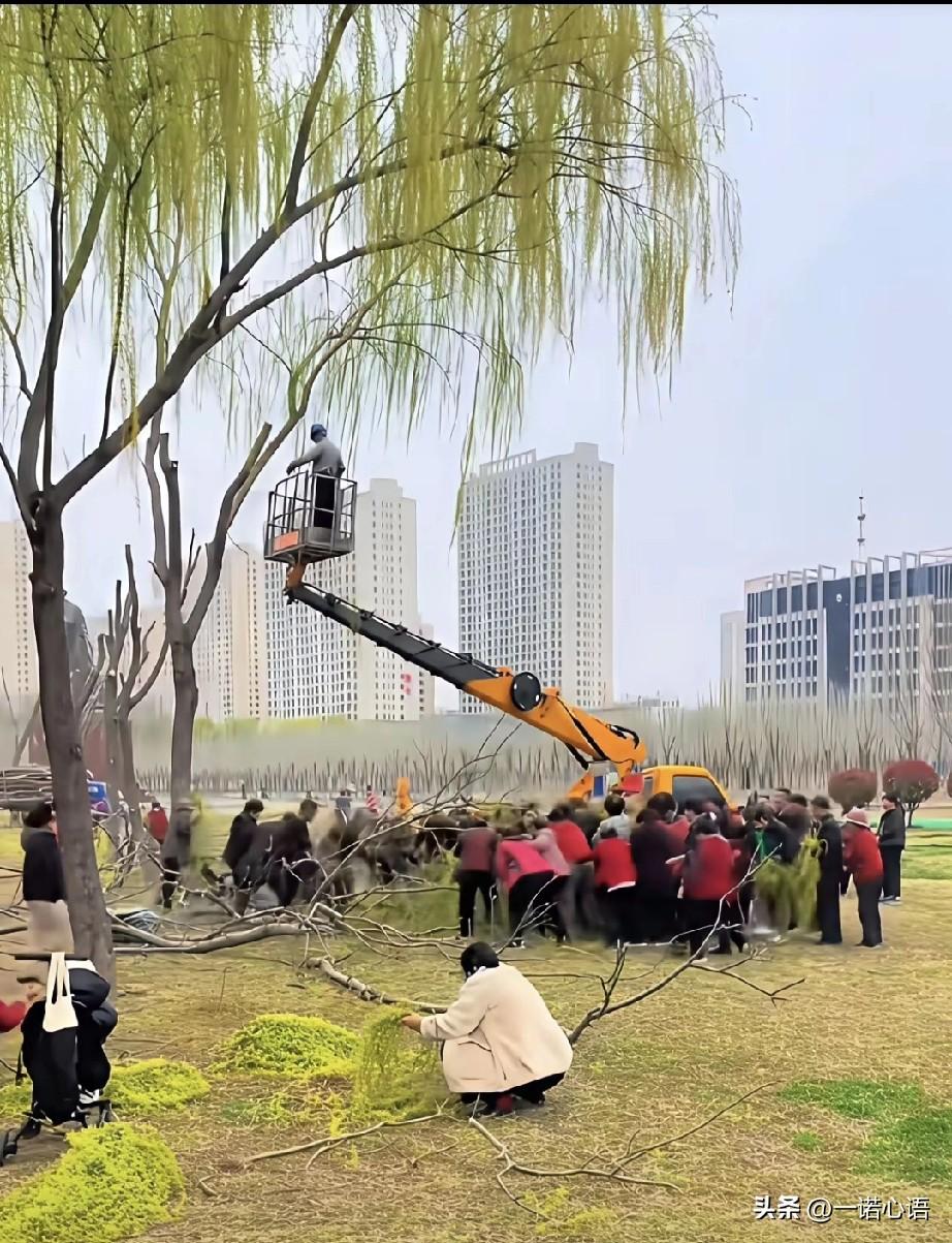 现在的人咋啥都吃呢？
市政放柳树，一群人蜂拥而至抢柳树枝儿，我问“抢它干嘛？”，