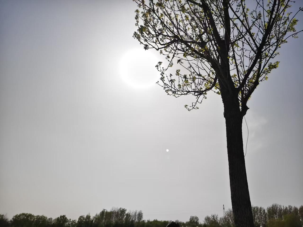 你瞧这天，太阳周围像套了个白圈圈，怪好看的！旁边那树刚冒点新芽，黑黢黢的枝桠衬着