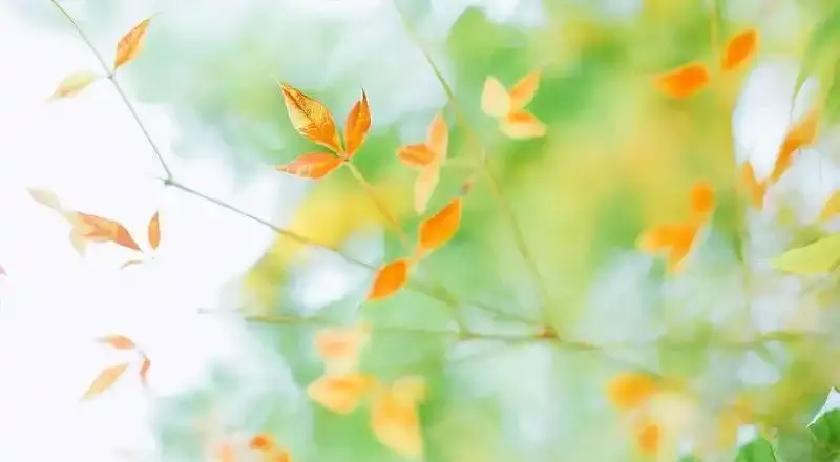 四月湖畔，春风一吹，花朵瞬间炸开群芳，为什么这繁华背后，总藏着被铃声打断的遗憾？