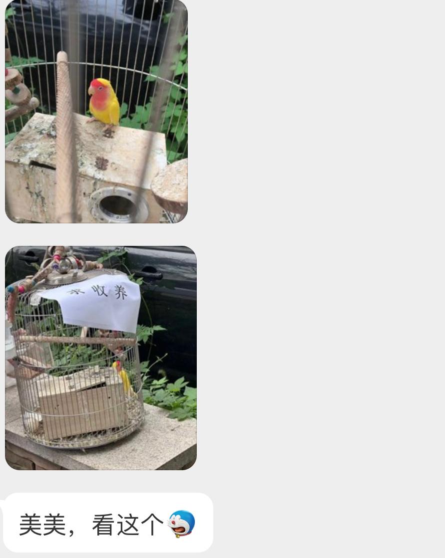 被遗弃的牡丹鹦鹉🦜…但愿它能遇到一位负责的新主人 ​​​