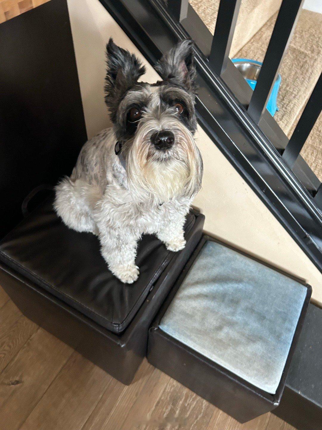 吉哥的原生家庭grandma喜欢训练狗狗，狗狗跳上凳子就是表示他们要想吃点狗零食