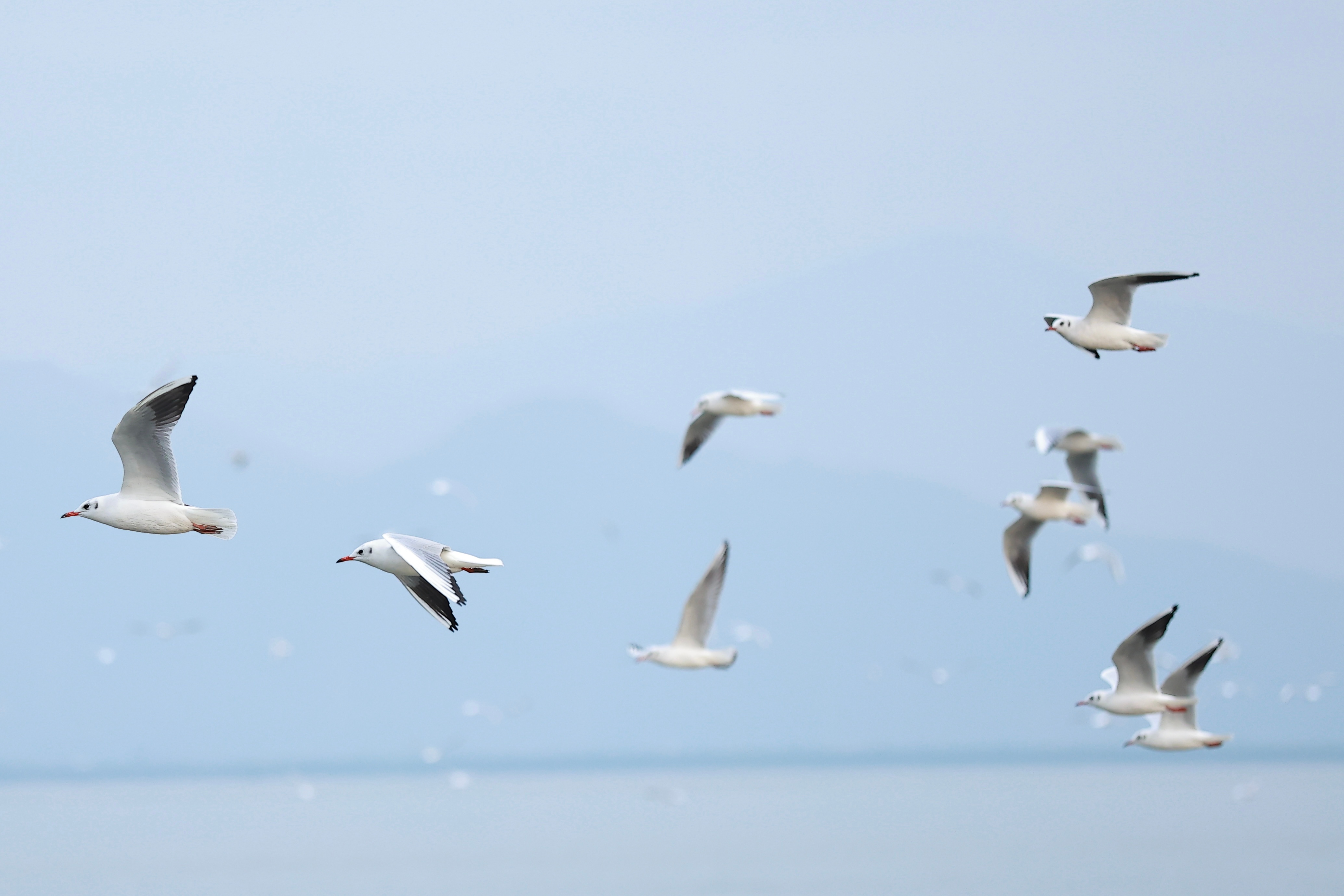 深圳湾公园候鸟观赏好去处7 