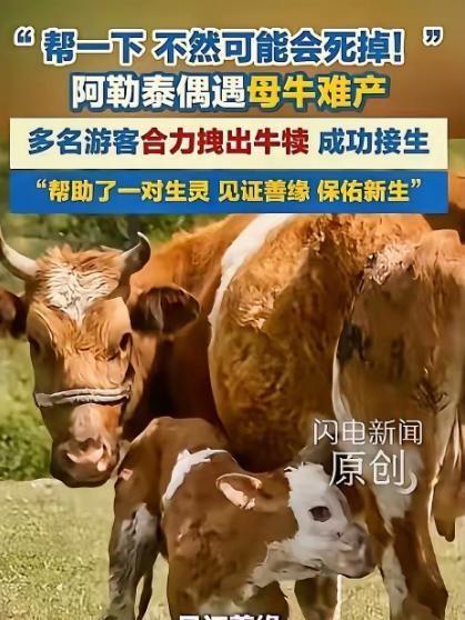 近日，一组无人机镜头偶然记录下阿勒泰草原上温暖一幕：一群原本轻松游玩的游客，5月