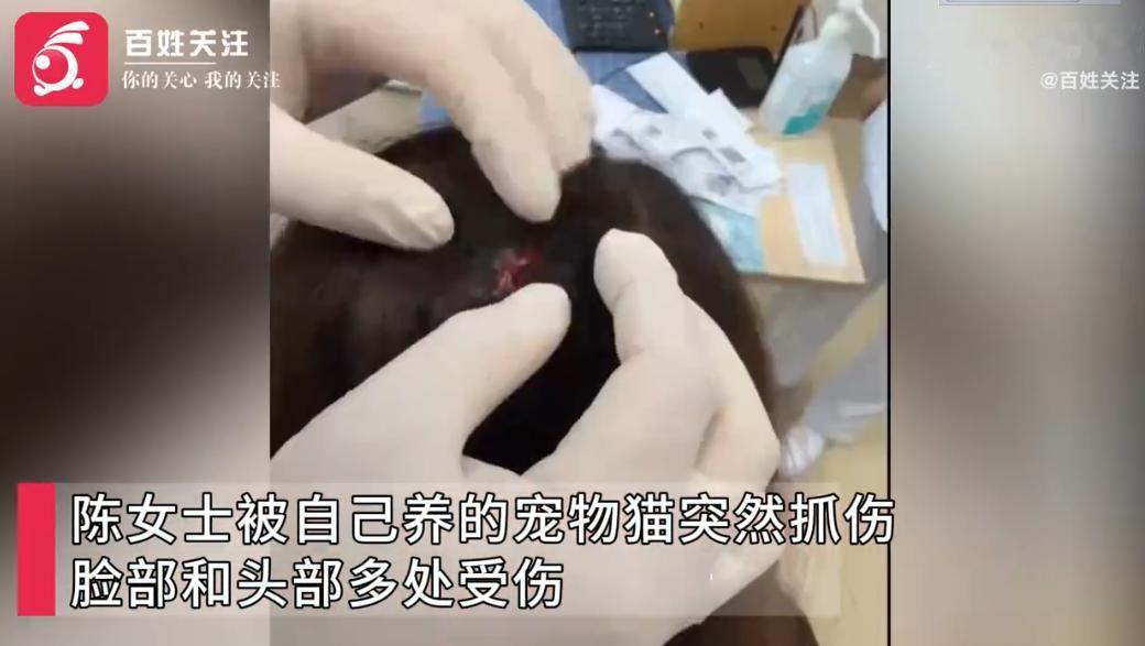 北京一女子在清理猫砂时，遭家中虎斑猫袭击。谁也没想到，朝夕相处两年的猫咪会伤人。