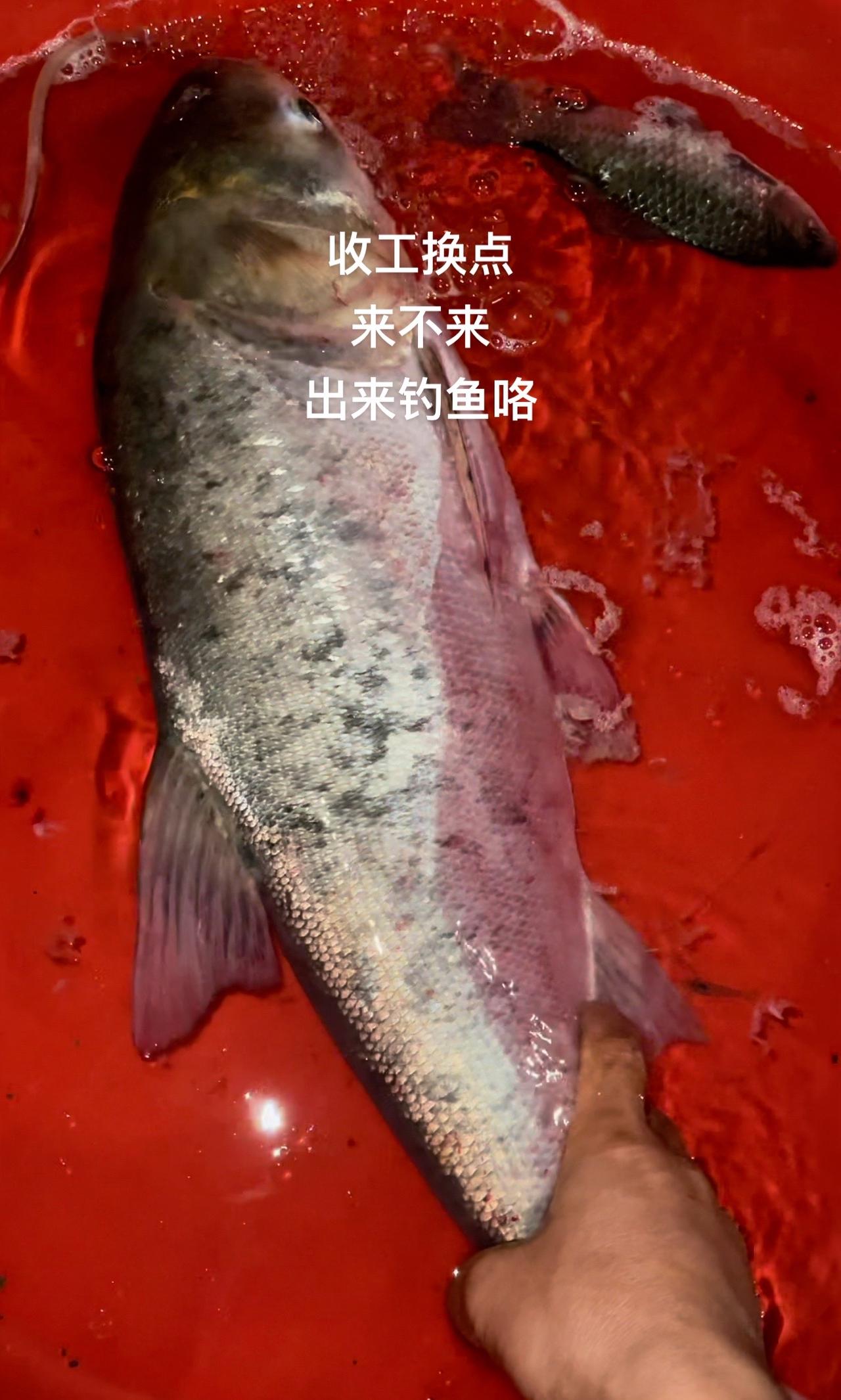 #钓鱼的乐趣只有钓鱼人懂 #我爱钓鱼我的选择 #钓鱼人的天堂 #钓技钓法 #钓鱼