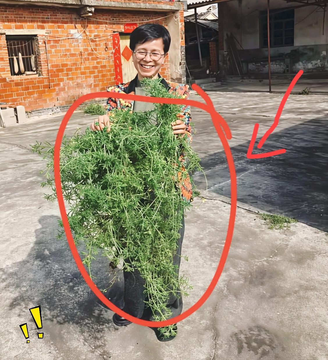 好多城里的年轻人，瞅着这把青草完全叫不出名字，但凡在农村长大的七零、八零后，一眼