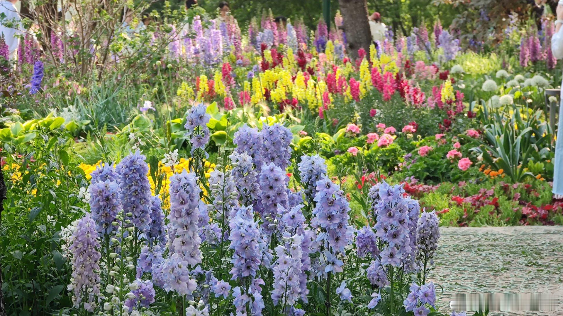 北京赏花好去处，海淀公园的莫奈花园已上线摄影​​​