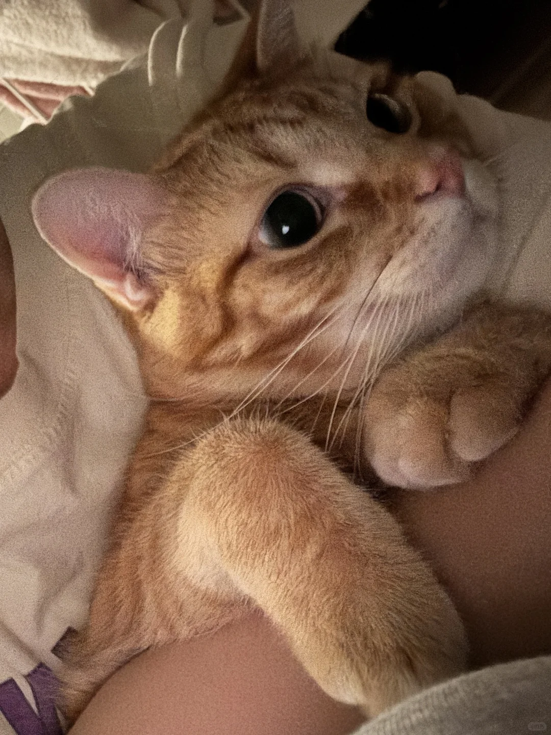 ESA approved 我们也是持证上岗的小猫咪了