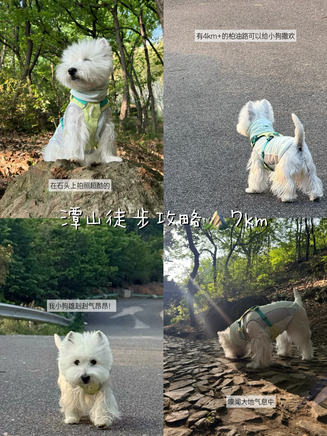 苏州潭山带狗徒步7km⛰️和小狗一起享受春天