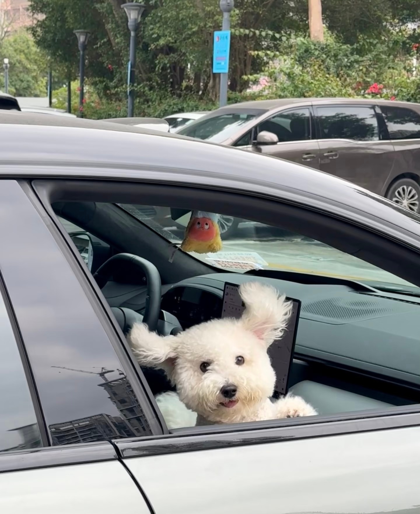 上班路上遇到一只快乐小狗，它在对我笑耶 