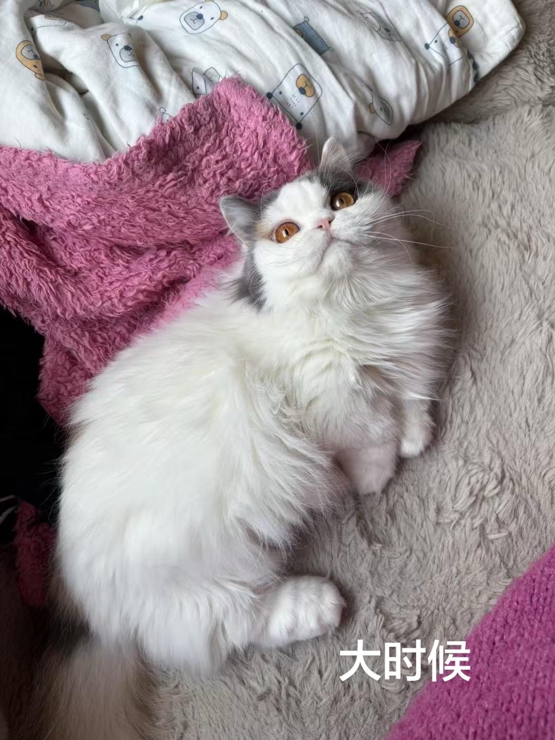 把两只小咪养大了555