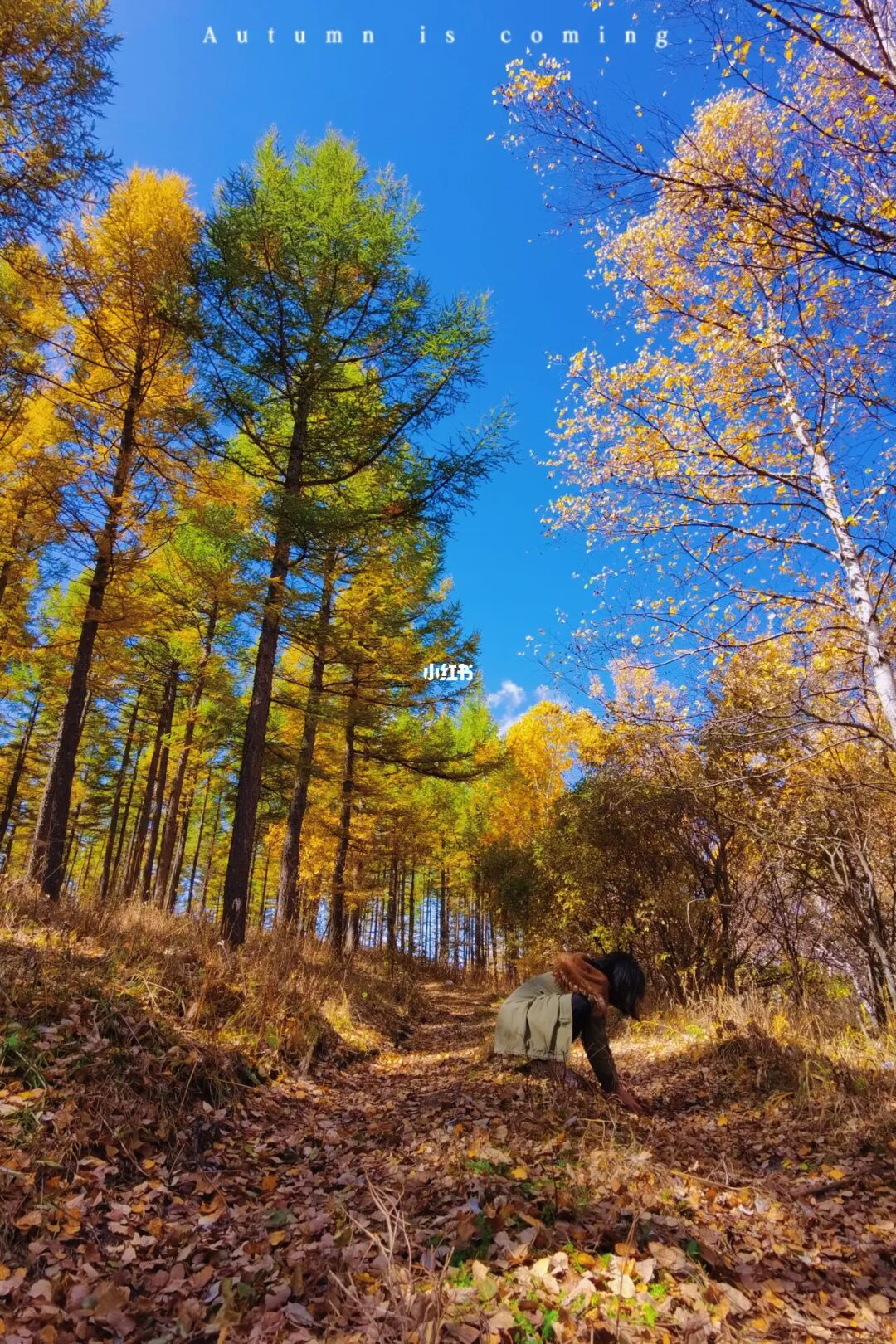 连续3年塞罕坝遛娃🍂这条赏秋攻略要收好‼️