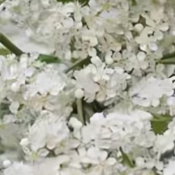 种植 石楠花  的详细步骤1. 选择阳光充足环境：石楠花喜光，适合种植在光照充足
