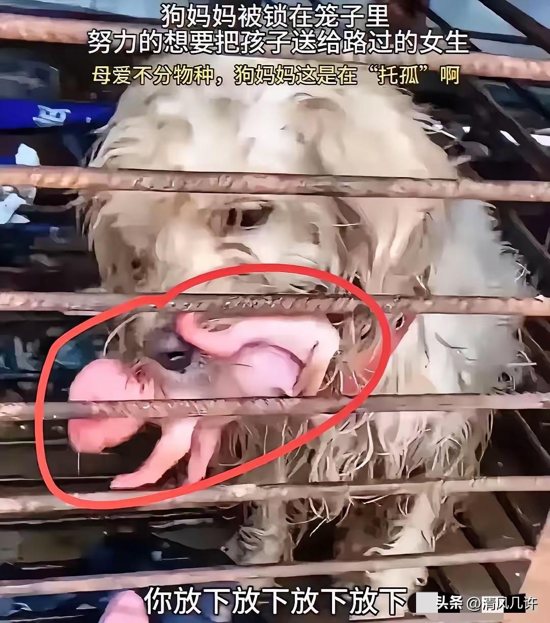 这只狗在狗肉馆的笼子里产下了几只小狗，它知道自己没法带着它们长大了，只能祈求有好