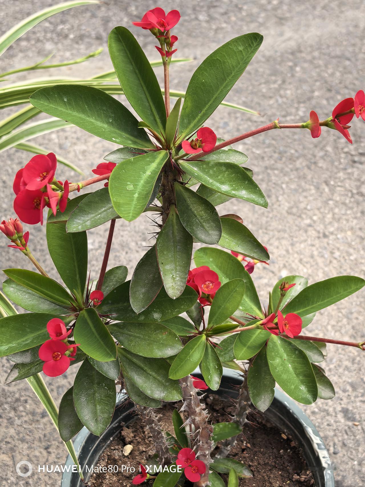 带刺的花儿更艳丽