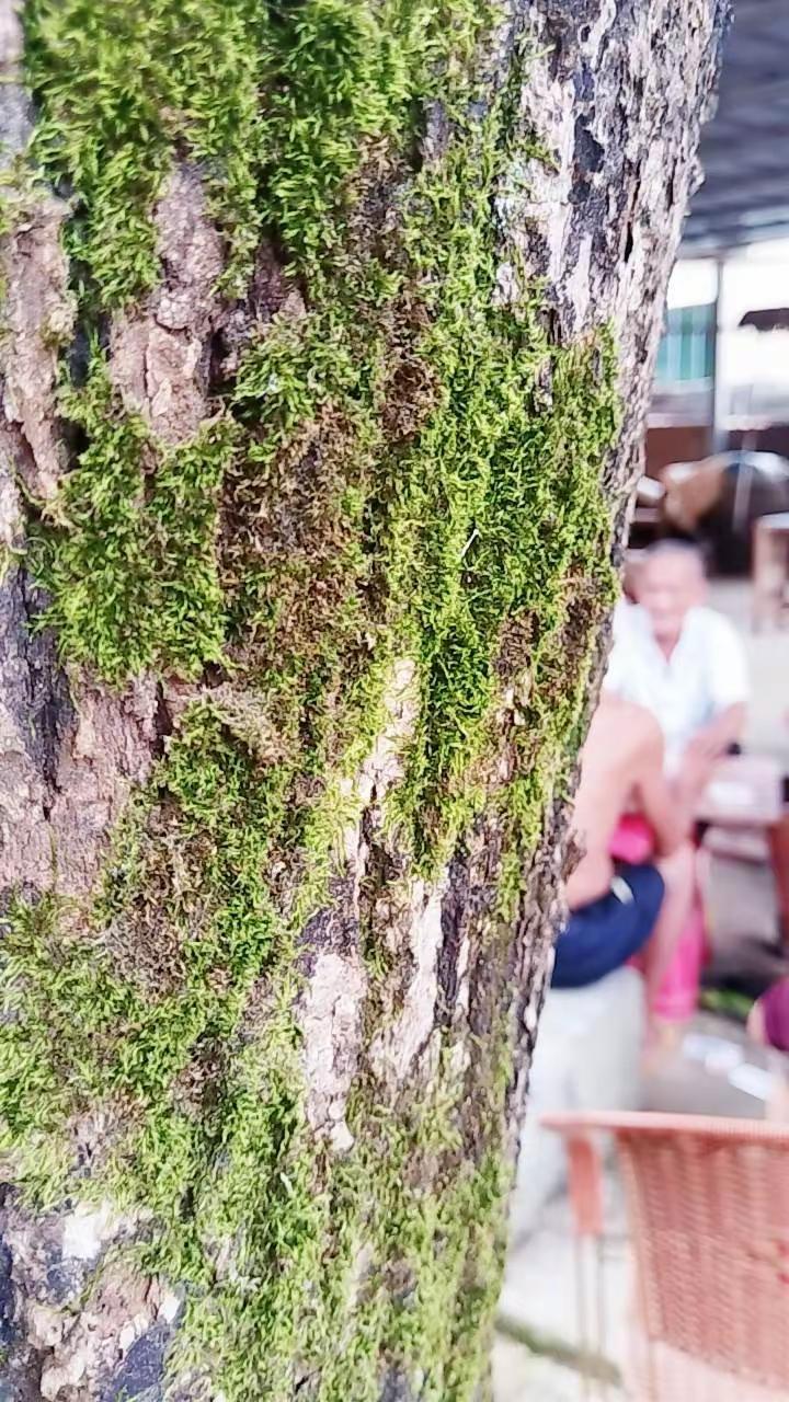 36度的高温，来这深山老林的村里，是不是比空调房惬意，悠哉悠哉，没有半点压力。