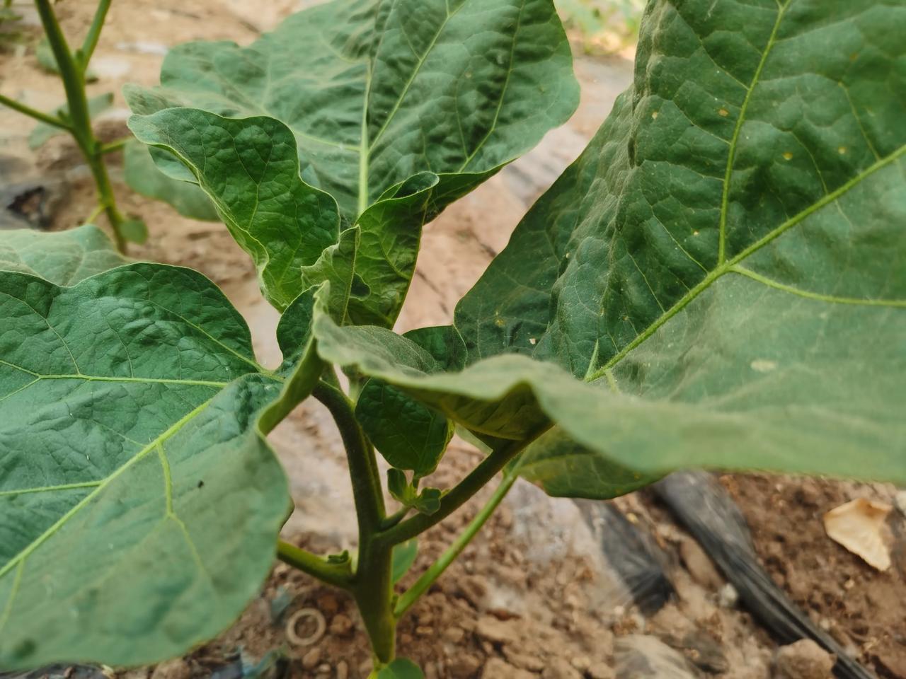 超市茄子卖四五块，自己种植茄子不花钱买，无公害不打农药，吃着放心！