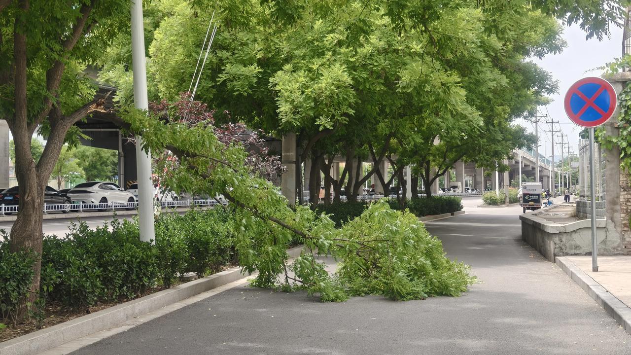 【第一现场】看来树就是要经常修剪，前几天刮风下雨没事。今天没有下雨，没有刮风，自