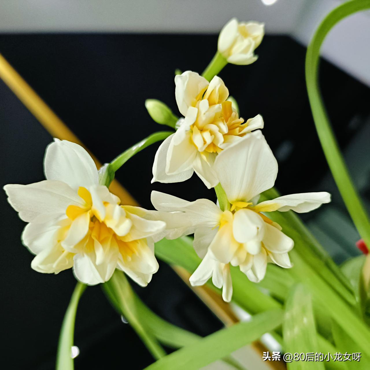 我种的水仙花终于开花了，满堂花香，心旷神怡。